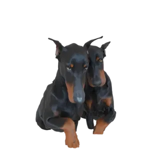 A 3D model render of two Doberman Pinschers standing close together, looking forward with alert expressions.