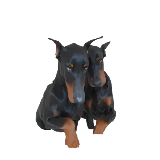 Renderização de modelo 3D de dois Dobermans em pé próximos, olhando para frente com expressões alertas.