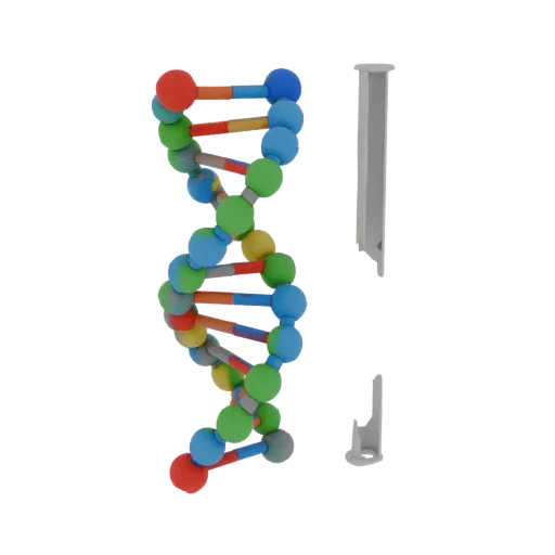 Klassenzimmer-DNA-Helix Hochpoly 3D-Modell, Nahaufnahme Studio-Render, zeigt farbige Kugeln, Molekül-Layout.