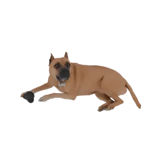 A 3D model of a brown Pitbull dog lying down and playing with a black toy in its paw.