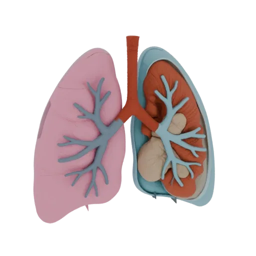 Healthy Lung Printable 3D model, isometric STL render, showing soft tissue colors, organ silhouette.