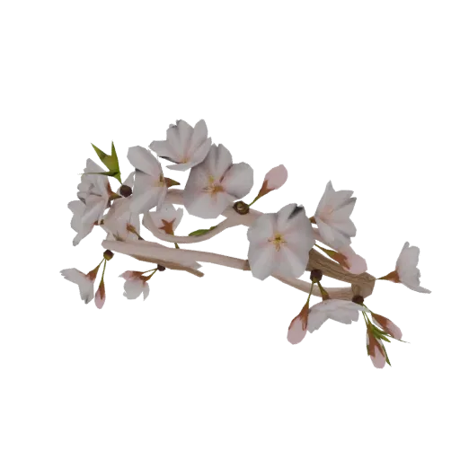 A 3D model of a delicate cherry blossom branch with soft pink petals and light brown branches against a black background.