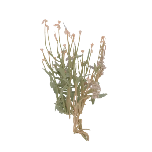 A 3D model of a delicate cluster of wildflowers with thin stems, small blooms, and green foliage against a white background.