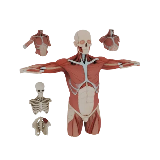 Human Torso Anatomy Kit 3D model, side profile view, technical viewport render, showing material detail and scale.