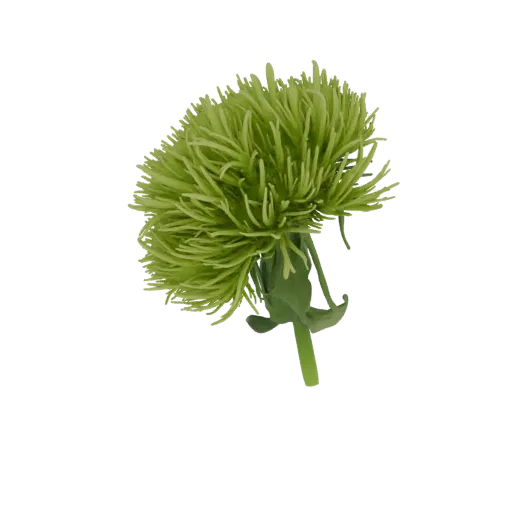 Un modello 3D realistico di un vibrante fiore di crisantemo verde con petali appuntiti e stelo verde, isolato su sfondo bianc