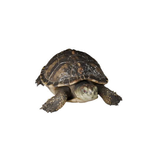 Schnappschildkröte 3D-Modell für Unity - Spielfertiges Asset, FBX