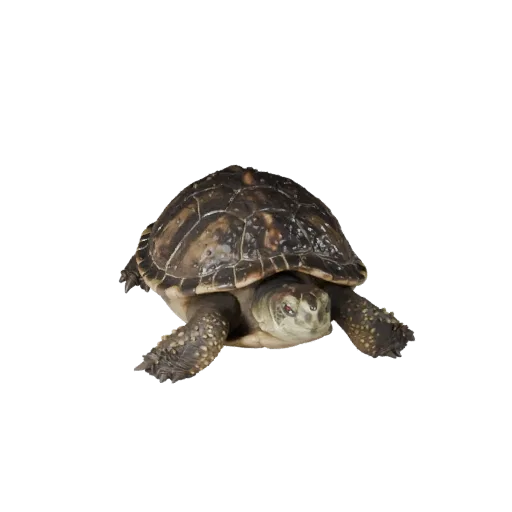 Snapping Turtle 3D-Modell, Gameplay-Kamera-Seitenansicht, Unity-fertiges Tier-Asset mit Hautfalten, dorsalen Gratformen, Kief