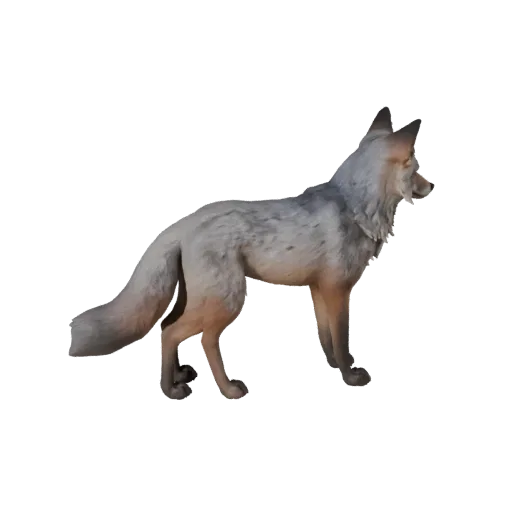 Gray Fox 3D Model for Unity - Game Ready Asset, FBX | Royalty-Free