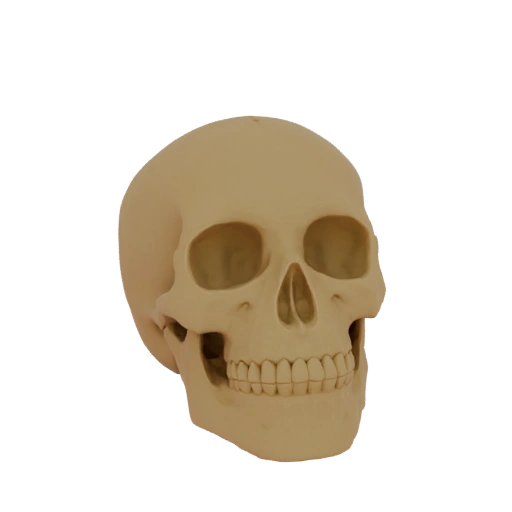 Human Skull 3D Model