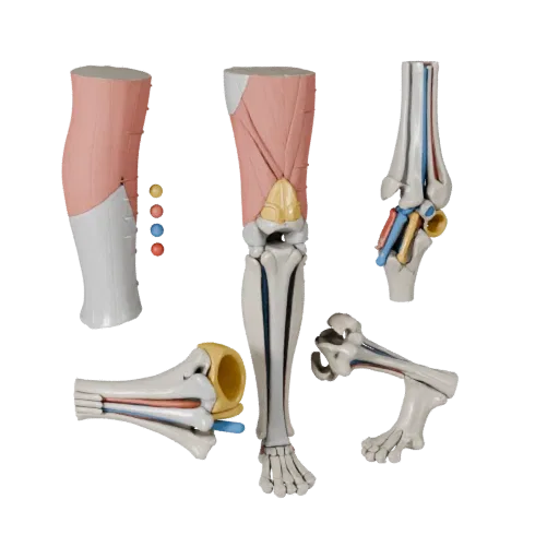 Sectioned Joint Anatomy Kit 3D model, stylized isometric render, showing neutral educational colors, form detail.
