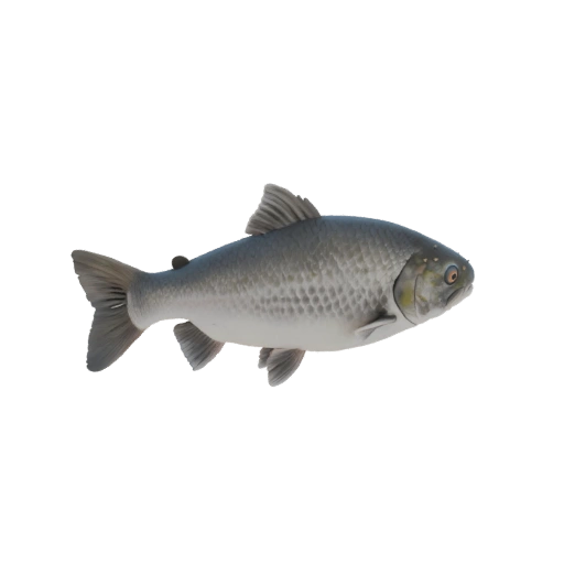 3D model Grayling fish
