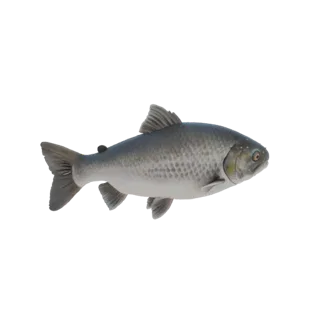 3D-Modell eines Äschenfisches mit detaillierter Schuppentextur, gezeigt auf schwarzem Hintergrund.