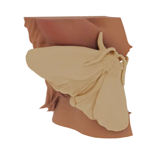 3D render of a stylized butterfly relief with intricate wing details and a smooth, matte finish.