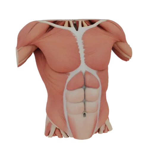 Modular Muscle Anatomy Kit High Poly 3D model, close-up studio render, showing neutral educational colors, form detail.