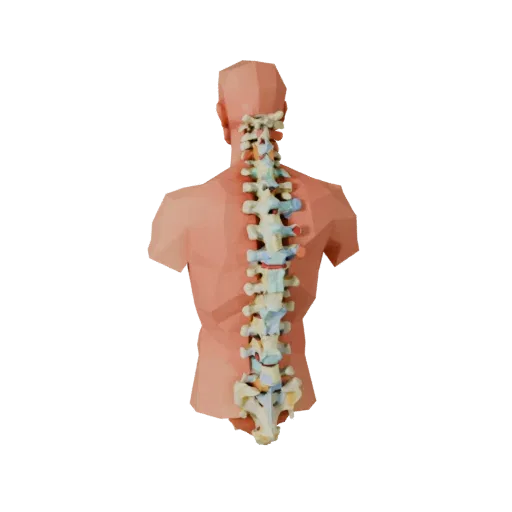 Full Body Spine Column Low Poly 3D model, game viewport three-quarter view, showing bone surfaces, skeletal landmarks.