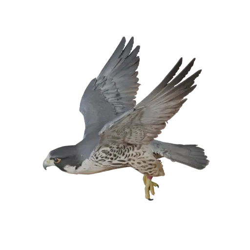 Realistic Peregrine Falcon 3D Model - Rigged PBR Asset for Games