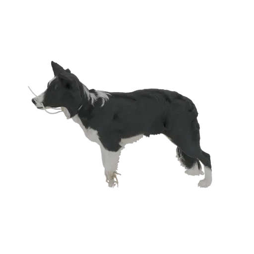 3D model of a black and white Border Collie dog standing alertly, showcasing its distinctive coat pattern and athletic build.