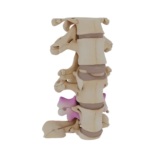 Joint Spine Column 3D model, side profile view, technical viewport render, showing bone surfaces, skeletal landmarks.
