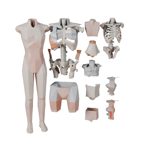 Modular Torso Anatomy Kit 3D model, game viewport three-quarter view, showing neutral educational colors, form detail.