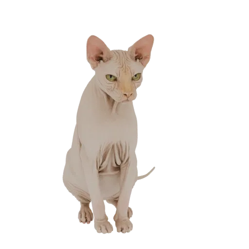 A detailed 3D model of a Sphynx cat sitting, showcasing its wrinkled skin and large ears, against a white background.