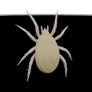 A top-down view of a pale, eight-legged mite 3D model against a black background.