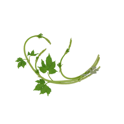 3D model of a young hop vine with several green, lobed leaves and curling tendrils against a white background.