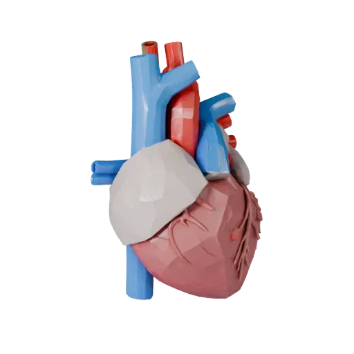 Teaching Heart Low Poly 3D model, game viewport three-quarter view, showing soft tissue colors, organ silhouette.