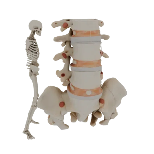 Spine Style Column High Poly 3D model, close-up studio render, showing bone surfaces, skeletal landmarks.