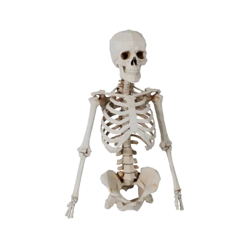 Skull Spine Column Low Poly 3D model, game viewport three-quarter view, showing bone surfaces, skeletal landmarks.