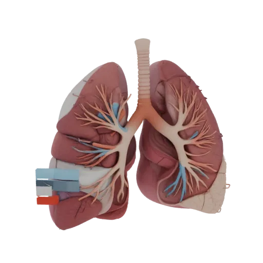 Vascular Lung Education 3D model, three-quarter training render, showing soft tissue colors, organ silhouette.
