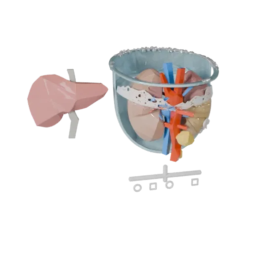 Teaching Kidney Low Poly 3D model, game viewport three-quarter view, showing soft tissue colors, organ silhouette.