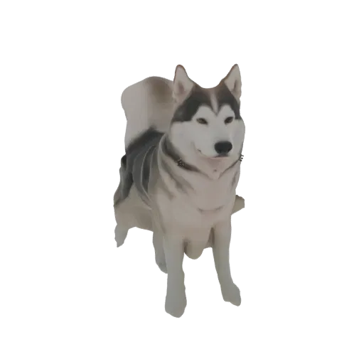 Modèle 3D d'un chien Husky Sibérien debout, queue relevée et oreilles alertes, montrant sa fourrure grise, blanche et noire.