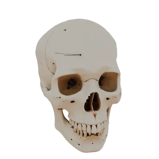 Skull 3D model, three-quarter front view, AR viewer studio render, showing bone surfaces, skeletal landmarks.