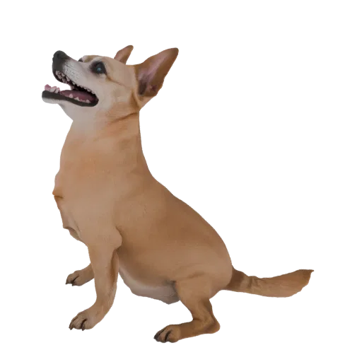 Modelo 3D de un perro Chihuahua color canela sentado y mirando hacia arriba, con la boca abierta y las orejas erguidas.