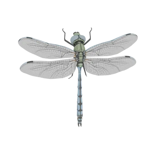 Ein detailliertes 3D-Modell einer Libelle mit durchscheinenden Flügeln und einem segmentierten blauen Körper, präsentiert auf