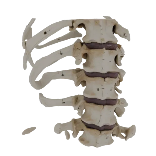 Spine Skull Realistic 3D model, three-quarter studio render, showing bone surfaces, skeletal landmarks.