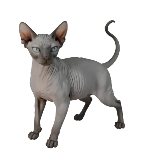 Sphynx Cat 3D Model for Blender - PBR Asset with Textures | PBR