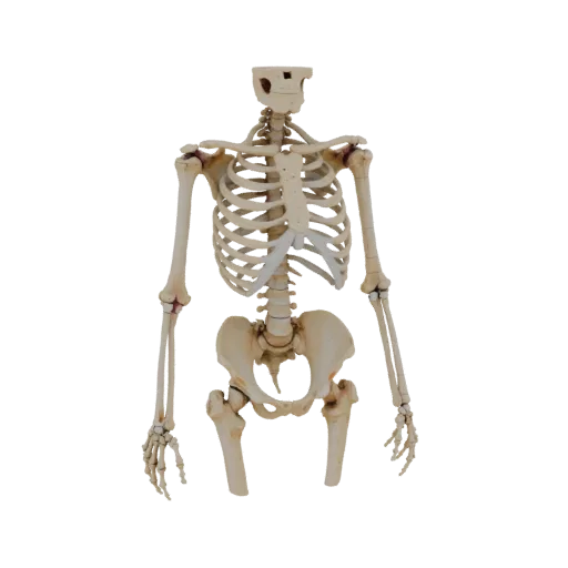 Joint Skeleton 3D model, side profile view, technical viewport render, showing bone surfaces, skeletal landmarks.