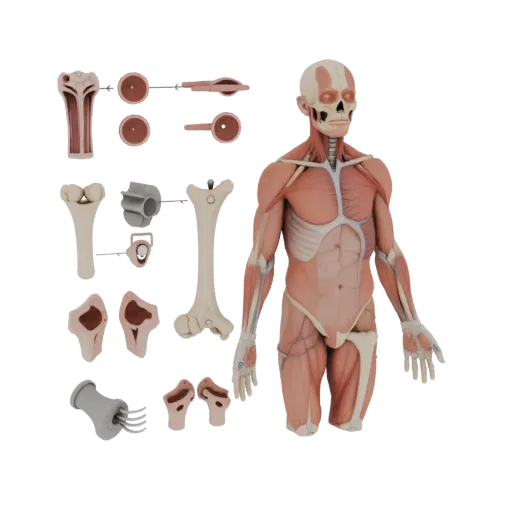 Sectioned Joint Anatomy Kit 3D model, three-quarter front view, AR viewer studio render, showing detail and scale.