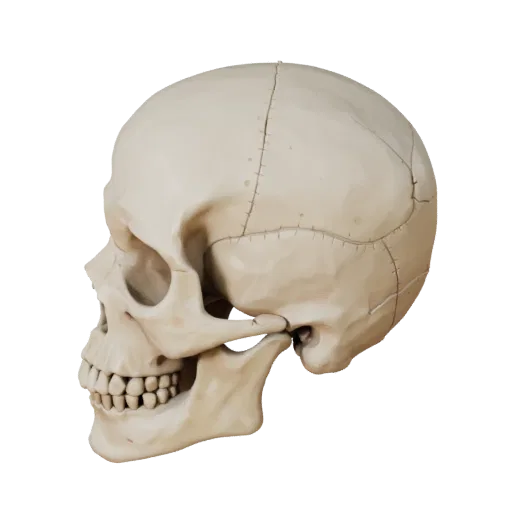 Spine Skull Stylized 3D model, stylized isometric render, showing bone surfaces, skeletal landmarks.