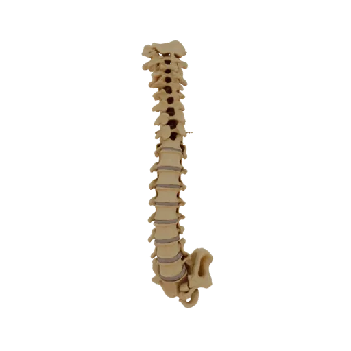 Full Body Spine Column Printable 3D model, isometric STL render, showing bone surfaces, skeletal landmarks.