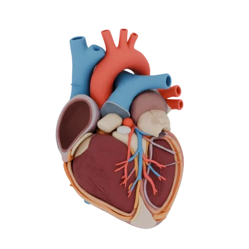 Cutaway Heart 3D model, side profile view, technical viewport render, showing soft tissue colors, organ silhouette.