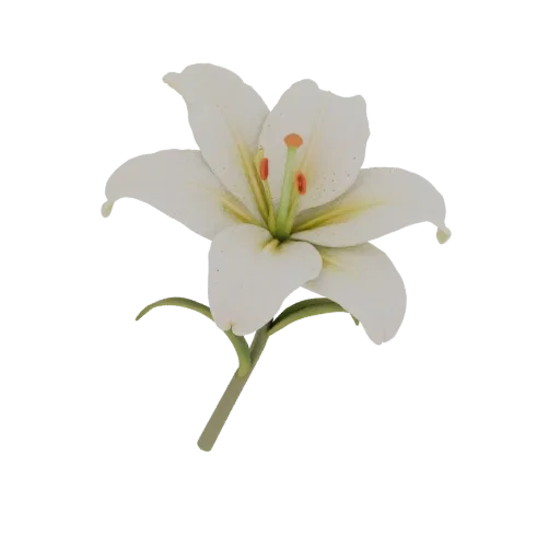 3D model of a white lily with green stem, side view