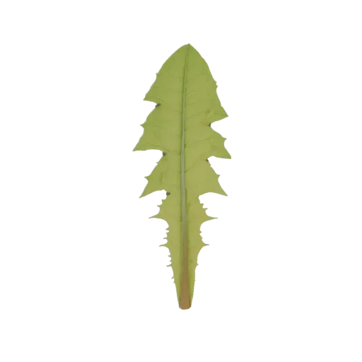 A detailed 3D model of a single, bright green dandelion leaf with jagged edges and a prominent central vein, isolated on a wh