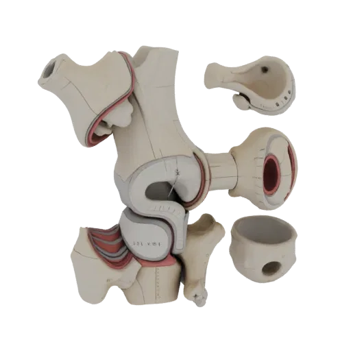 Sectioned Joint Anatomy Kit 3D model, three-quarter studio render, showing neutral educational colors, form detail.