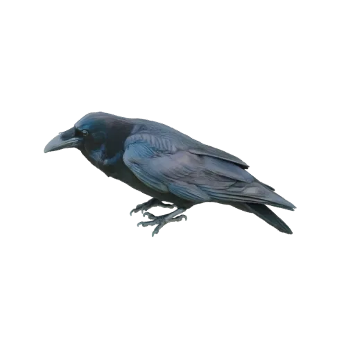 3D model of a glossy black raven perched, showing detailed feathers and a natural pose.