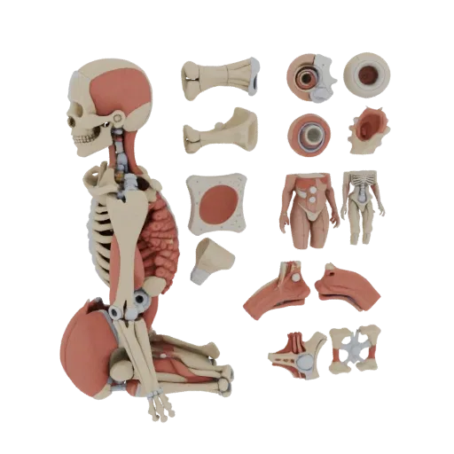 Sectioned Joint Anatomy Kit 3D model, three-quarter training render, showing neutral educational colors, form detail.