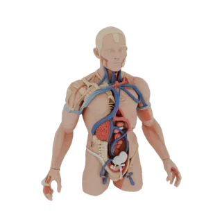 Modèle 3D anatomique masculin avec système circulatoire visible, cœur et organes internes