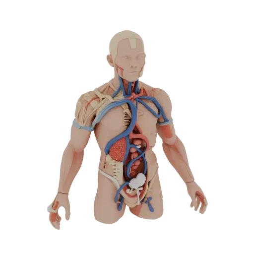 3D model of male anatomy with visible circulatory system, heart, and internal organs