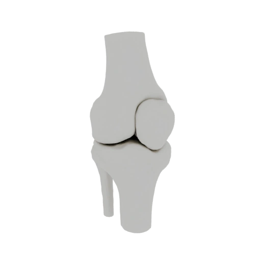 3D Knee Joint Model